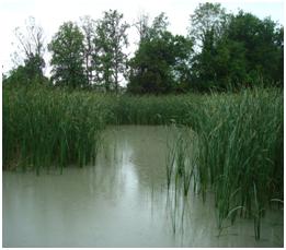 Reed Beds